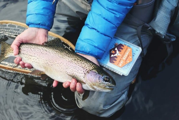 A person kneeling in the water holding a rainbow trout fish in their hands