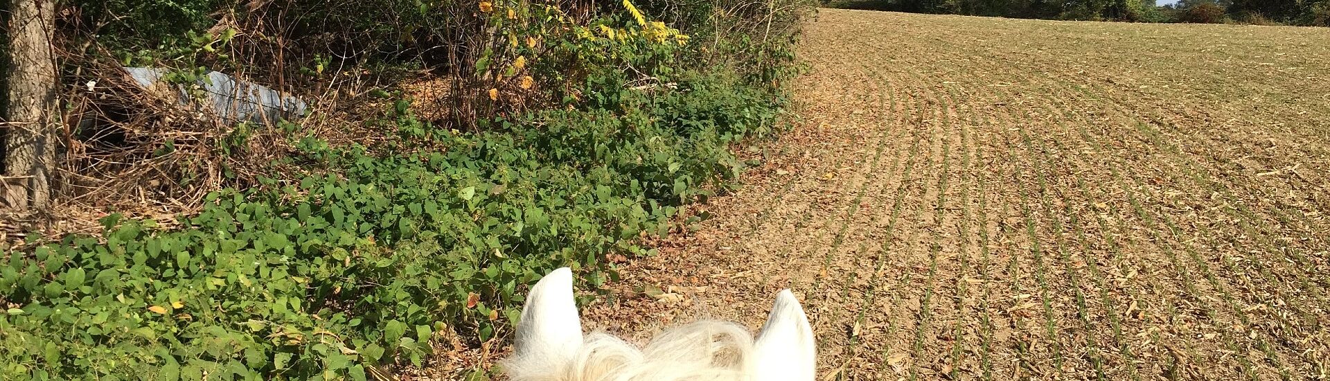 View of a plowed pasture with trees atop a white horse