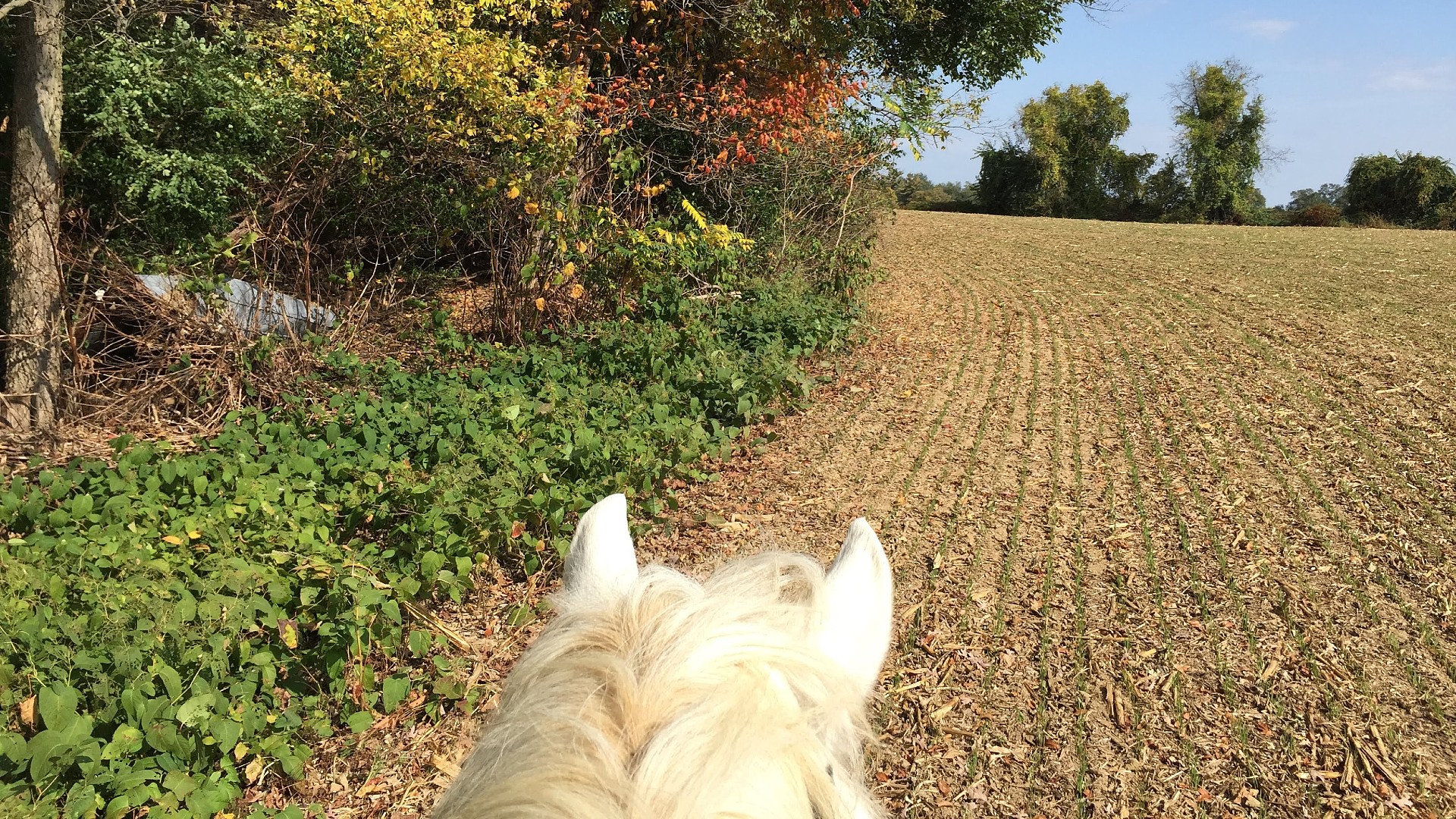 View of a plowed pasture with trees atop a white horse