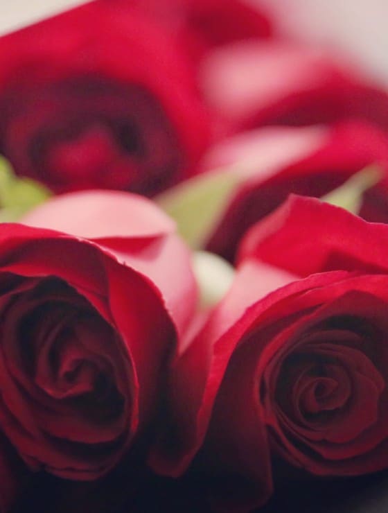 Four large red roses with green leaves partially unfocused